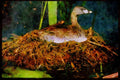 Nesting Birds USA Canada 163082 Pied billed Grebe On Nest A4 Limited Edition Watercolour Print