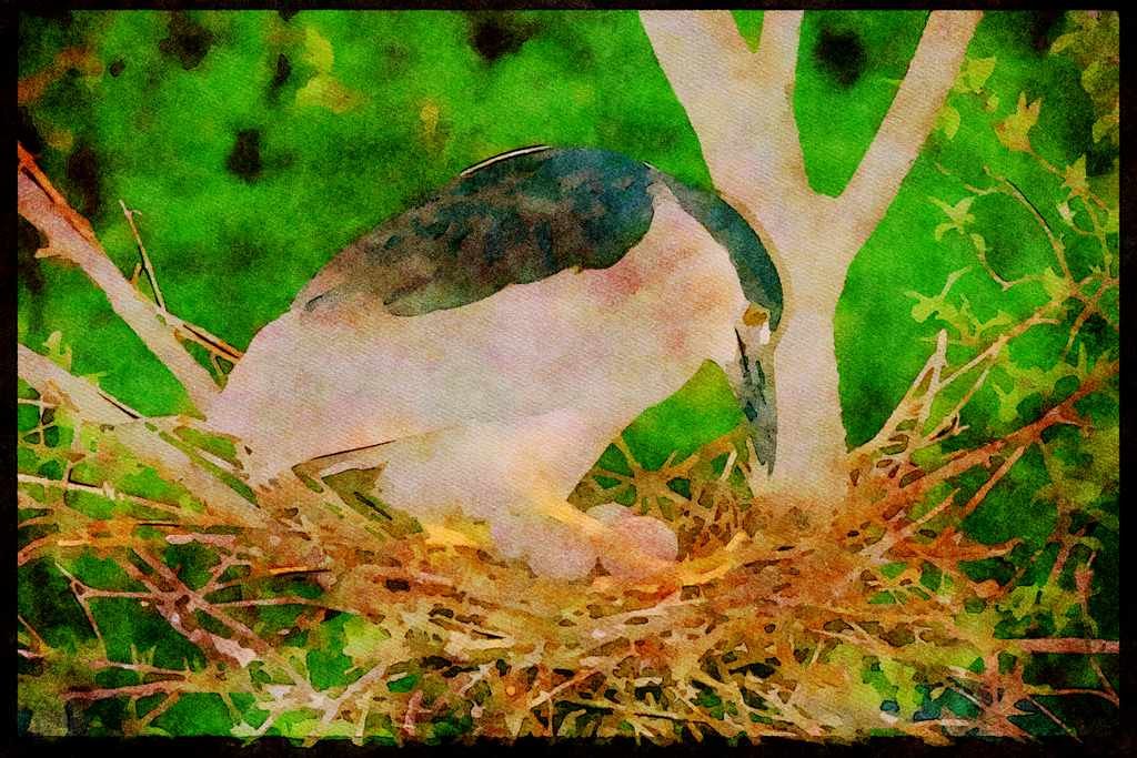 Nesting Birds USA Canada 163083 Black crowned Night Heron With Eggs A4 Limited Edition Watercolour Print