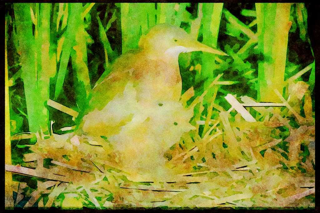 Nesting Birds USA Canada 163084 Least Bittern (female) With Young A4 Limited Edition Watercolour Print