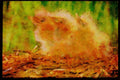 Nesting Birds USA Canada 163085 American Bittern Chicks A4 Limited Edition Watercolour Print