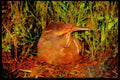Nesting Birds USA Canada 163086 American Bittern With Young A4 Limited Edition Watercolour Print