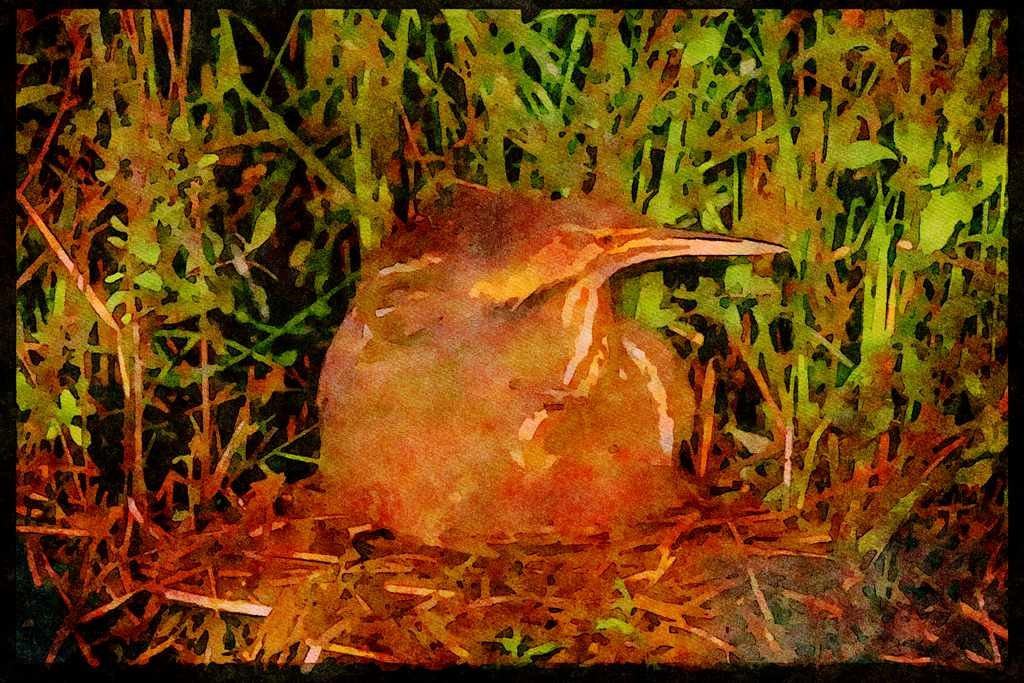 Nesting Birds USA Canada 163086 American Bittern With Young A4 Limited Edition Watercolour Print