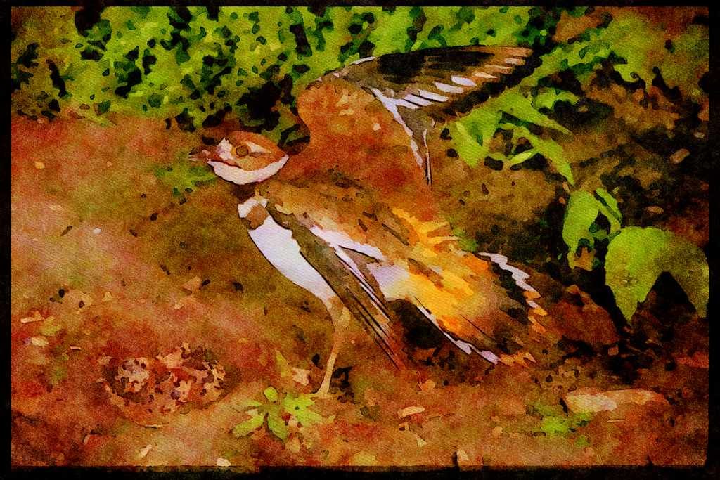 Nesting Birds USA Canada 163088 Killdeer With Eggs A4 Limited Edition Watercolour Print