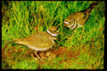 Nesting Birds USA Canada 163089 Pair Of Killdeer With Eggs A4 Limited Edition Watercolour Print