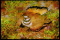 Nesting Birds USA Canada 163090 Killdeer Covering Eggs A4 Limited Edition Watercolour Print