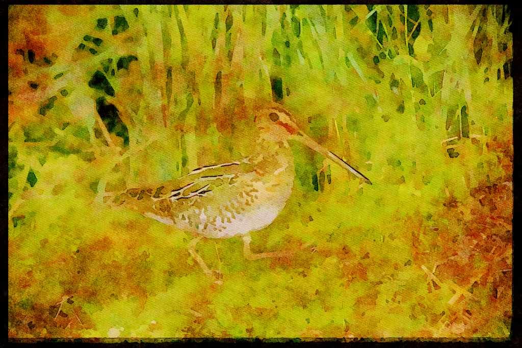 Nesting Birds USA Canada 163092 Common Snipe A4 Limited Edition Watercolour Print