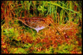 Nesting Birds USA Canada 163093 Common Snipe With Eggs A4 Limited Edition Watercolour Print