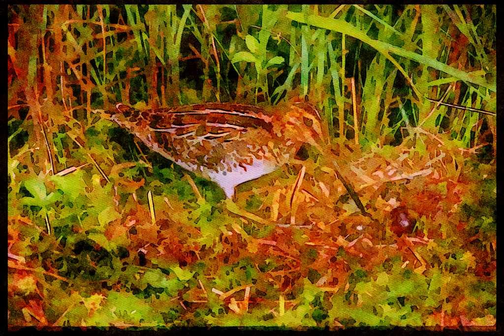 Nesting Birds USA Canada 163093 Common Snipe With Eggs A4 Limited Edition Watercolour Print