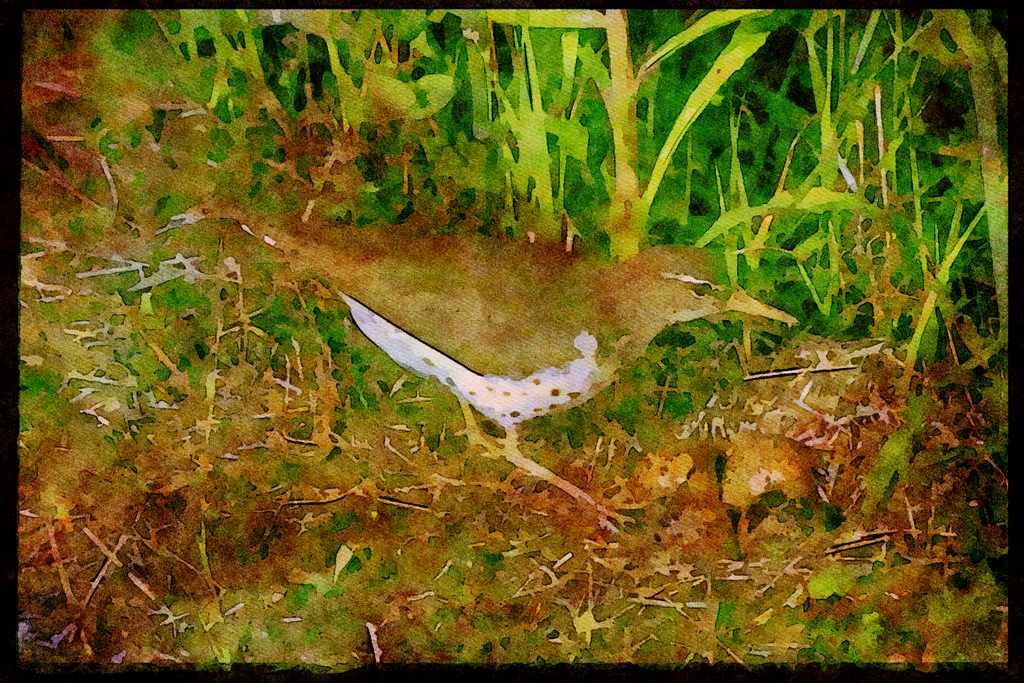 Nesting Birds USA Canada 163094 Spotted Sandpiper With Eggs A4 Limited Edition Watercolour Print