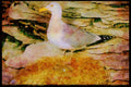 Nesting Birds USA Canada 163095 Herring Gull With Eggs A4 Limited Edition Watercolour Print