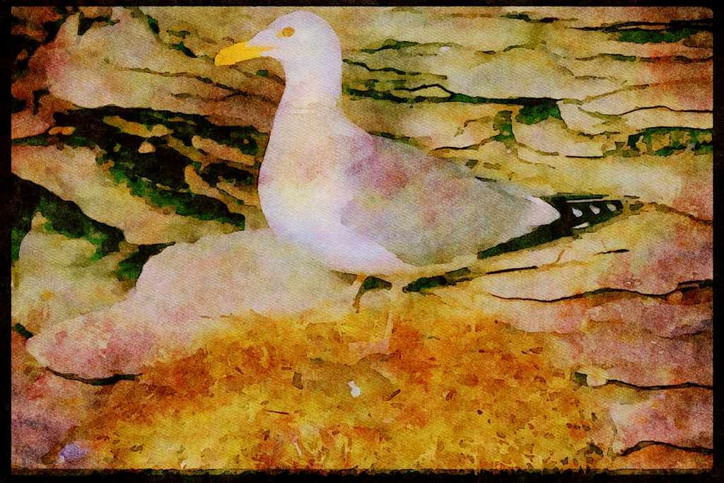 Nesting Birds USA Canada 163095 Herring Gull With Eggs A4 Limited Edition Watercolour Print