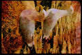 Nesting Birds USA Canada 163096 Pair Of Herring Gulls With Nest A4 Limited Edition Watercolour Print