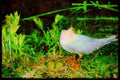 Nesting Birds USA Canada 163097 Little Hull With Eggs A4 Limited Edition Watercolour Print
