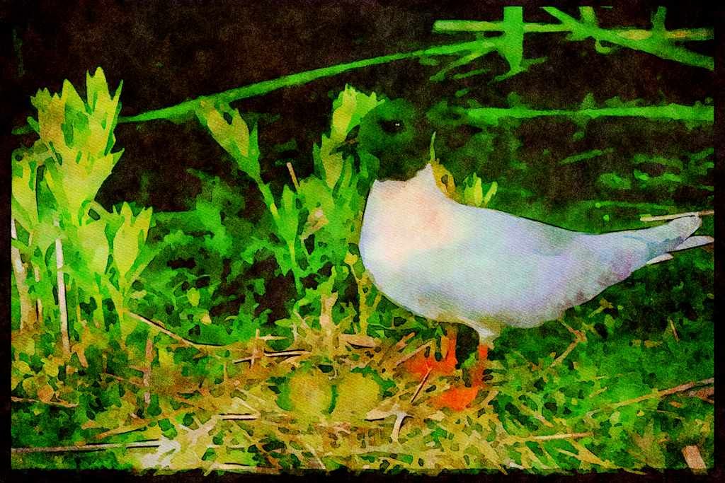 Nesting Birds USA Canada 163097 Little Hull With Eggs A4 Limited Edition Watercolour Print