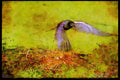 Nesting Birds USA Canada 163098 Black Tern Flying Over Nest A4 Limited Edition Watercolour Print