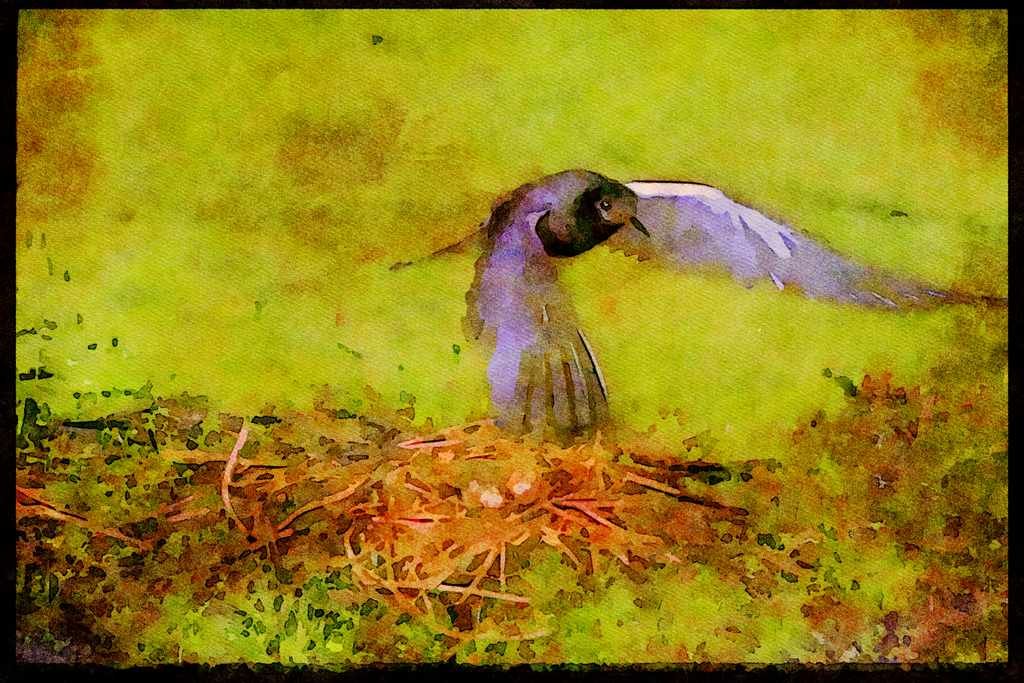 Nesting Birds USA Canada 163098 Black Tern Flying Over Nest A4 Limited Edition Watercolour Print