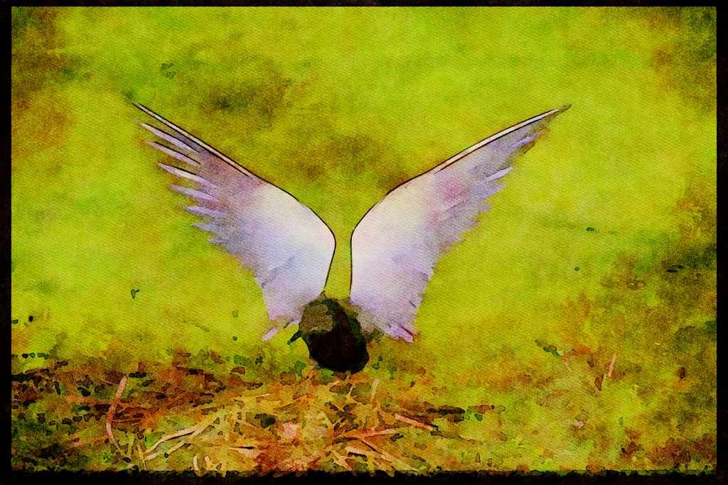 Nesting Birds USA Canada 163099 Black Tern Landing On Nest A4 Limited Edition Watercolour Print