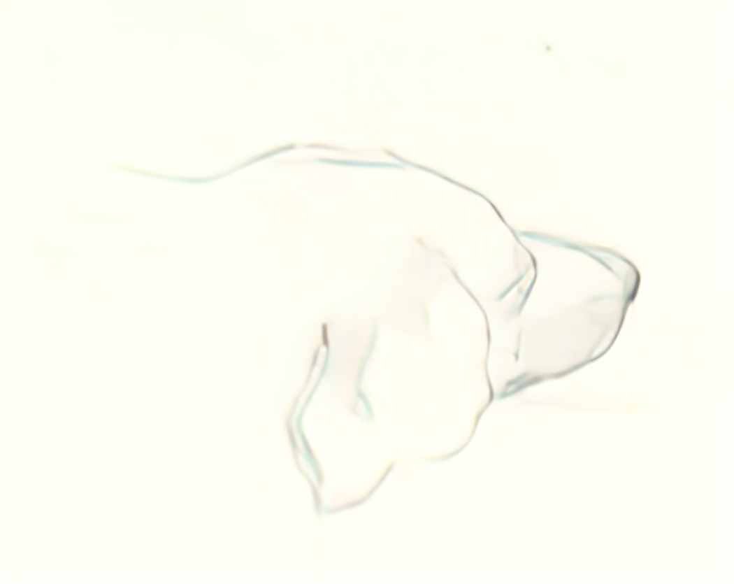 Nicholas Roerich head of a dog 1893 Art A4 Photo Print