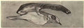Nicholas Roerich seagull 1901 Art A4 Photo Print
