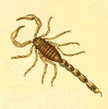 Nodder Richard P fl1786 1820 The Zoological Miscellany 1814 Scorpion A4 Photo Print