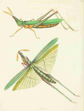 Nodder Richard P fl1786 1820 The naturalists miscellany 1789 Long fronted Locust A4 Photo Print