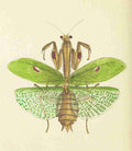 Nodder Richard P fl1786 1820 The naturalists miscellany 1789 Praying Mantis A4 Photo Print