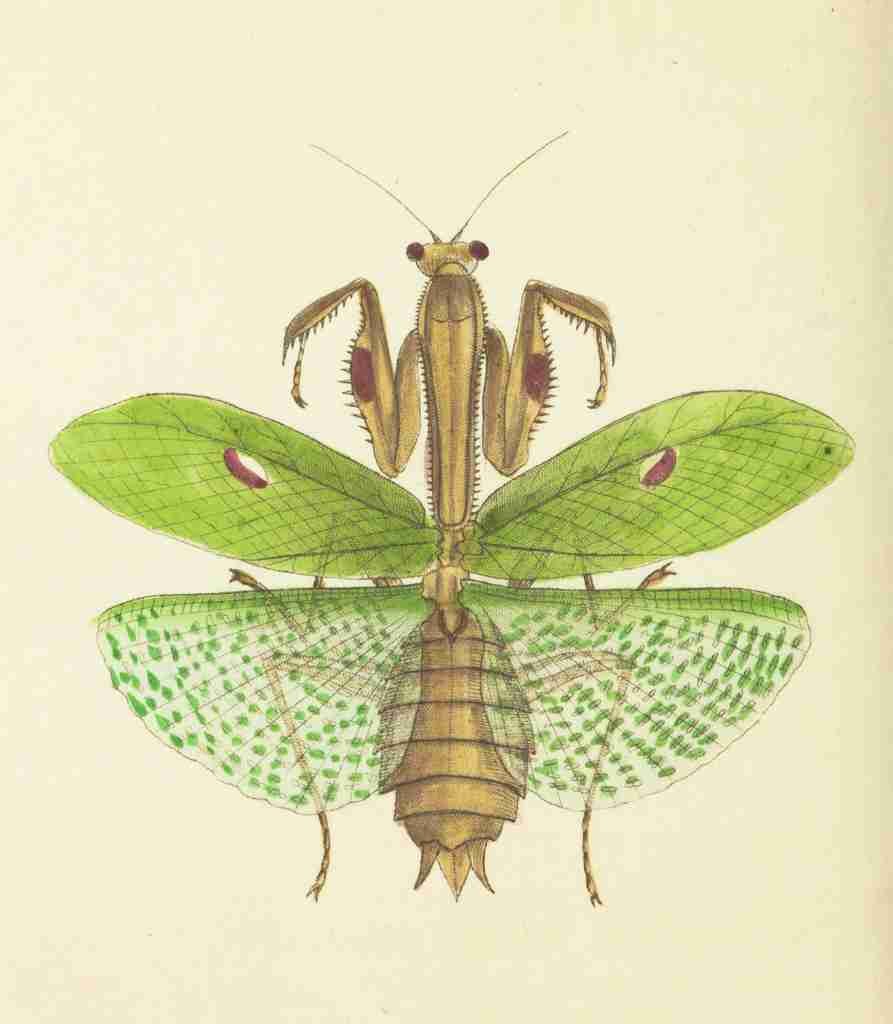 Nodder Richard P fl1786 1820 The naturalists miscellany 1789 Praying Mantis A4 Photo Print