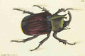 Nodder Richard P fl1786 1820 The naturalists miscellany 1789 Scarab Beetle A4 Photo Print