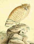 Nouvelles Illustrations 1776 Ceylonese eared Owl A4 Photo Print