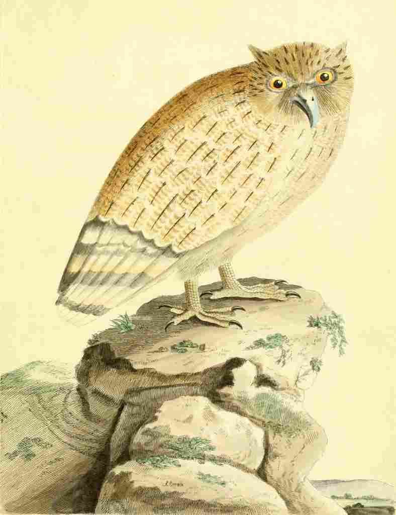 Nouvelles Illustrations 1776 Ceylonese eared Owl A4 Photo Print