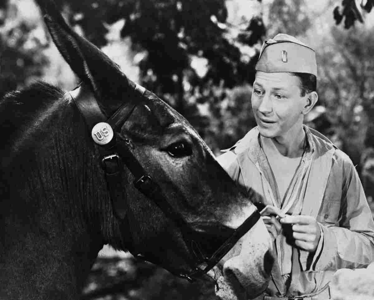 OConnor Donald Francis 1 film star poster A4 Photo Print