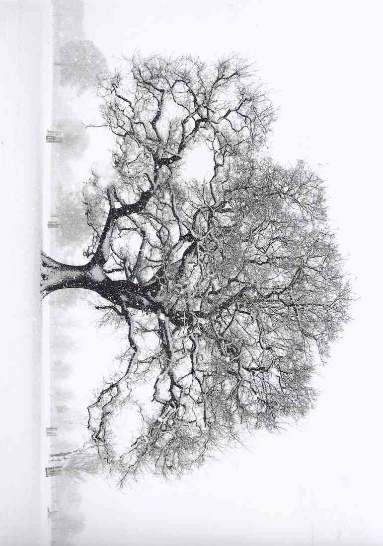 Oak Richmond upon Thames Surrey A4 Photo Print