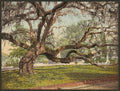 Oak in Magnolia Cemetery Charleston SC Vintage A4 Photo Print
