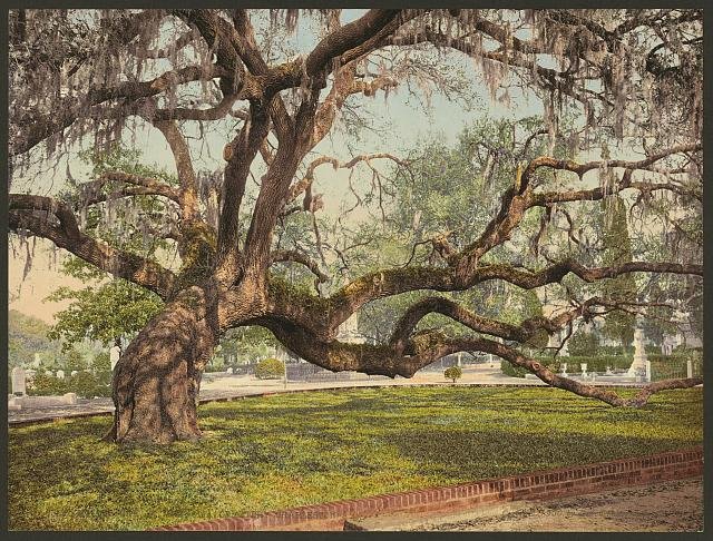 Oak in Magnolia Cemetery Charleston SC Vintage A4 Photo Print