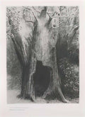 Odilon Redon i plunged into solitude i dwelt in the tree behind me pl Art A4 Photo Print