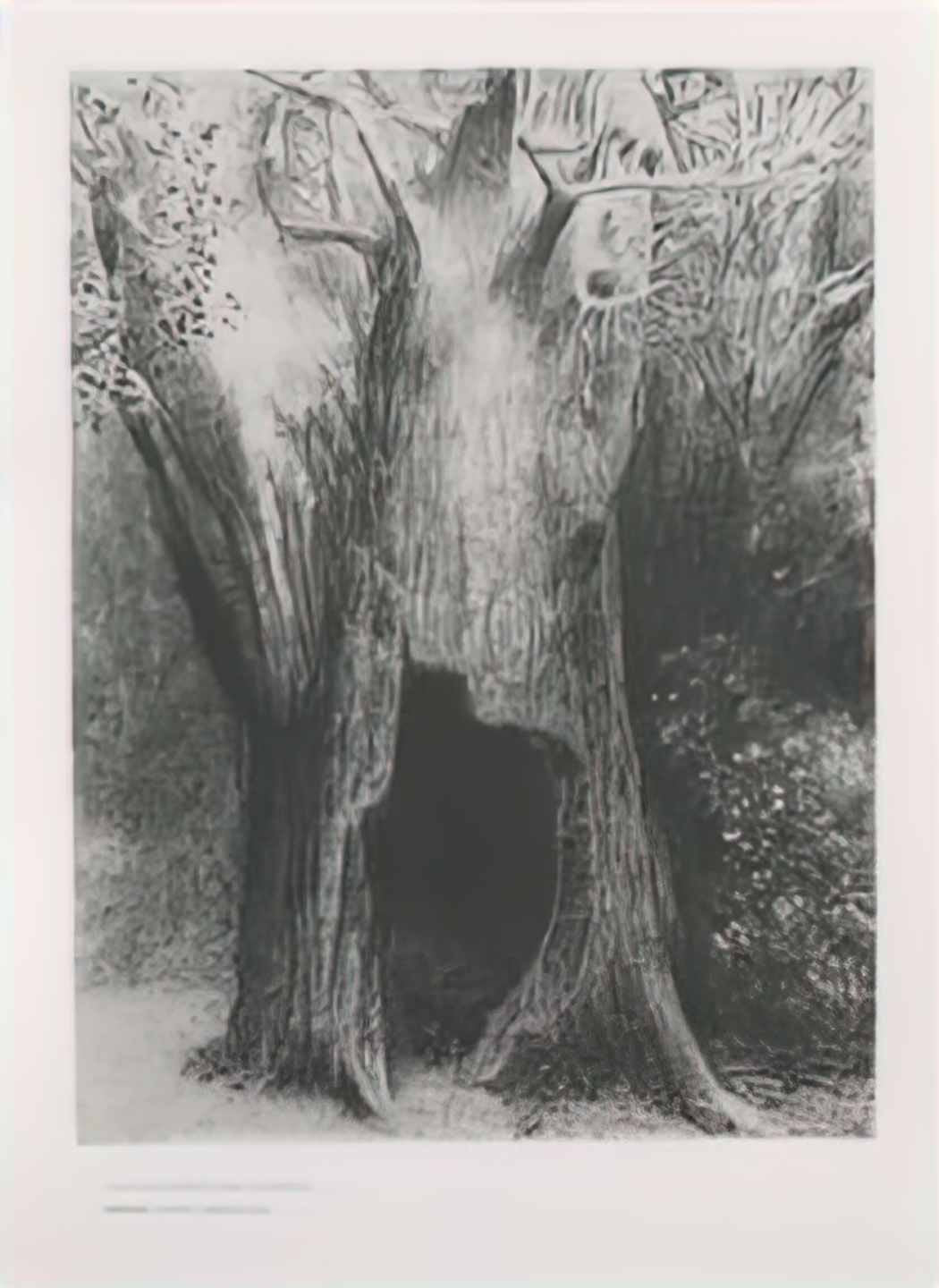Odilon Redon i plunged into solitude i dwelt in the tree behind me pl Art A4 Photo Print