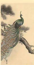 Ohara Koson peacock 1 Art A4 Photo Print