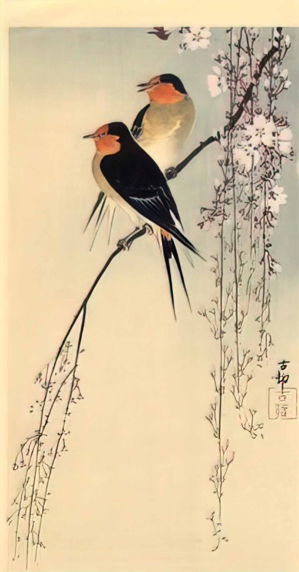 Ohara Koson swallows with cherry blossom Art A4 Photo Print
