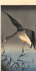 Ohara Koson white fronted goose descending over reeds Art A4 Photo Print