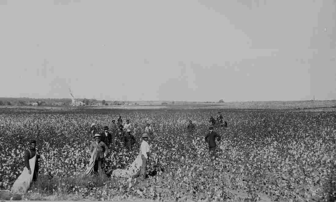 Oklahoma Cotton Field Overseer and Negro cottonpickers ca Military A4 Photo Print