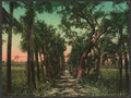 Old causeway near Ormond Vintage A4 Photo Print