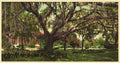 Old oak at Tampa Bay Hotel Vintage A4 Photo Print