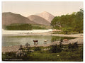 On Derwentwater I cattle study Lake District Vintage A4 Photo Print