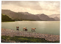 On Derwentwater II cattle study Lake District Vintage A4 Photo Print
