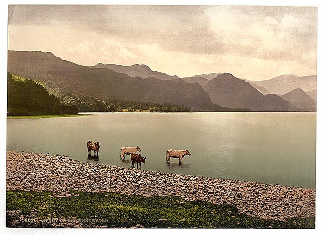 On Derwentwater II cattle study Lake District Vintage A4 Photo Print