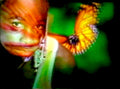 Orange Butterfly Girl 1990s Vintage Retro Advert