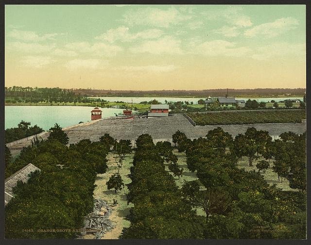 Orange grove and pineries Vintage A4 Photo Print
