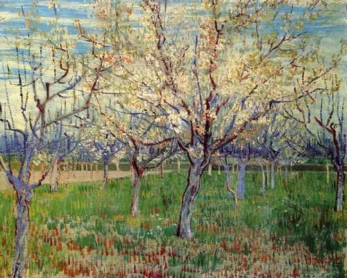 Orchard With Blossoming Apricot Trees 1888 A4 Photo Print