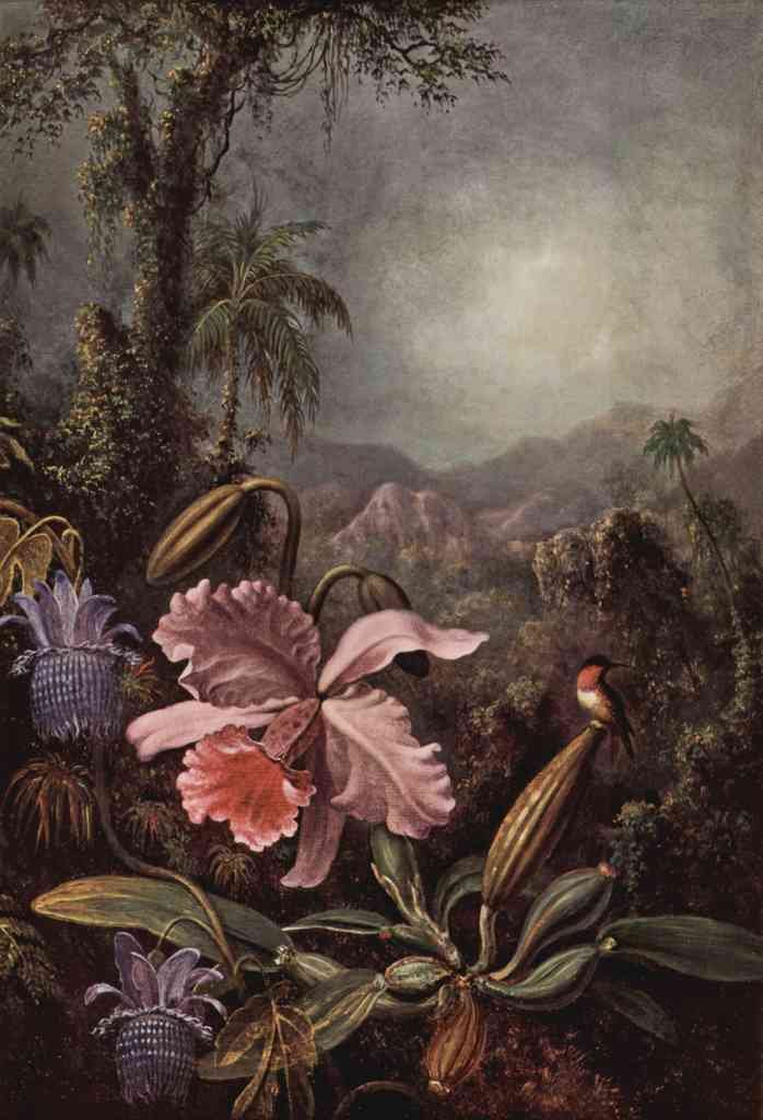 Orchids Passion Flowers And Hummingbirds Martin Johnson Heade A4 Photo Print