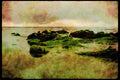 Pacific Coastlines 117015 Gulls & Pelicans On Rocks, Monterey, CA A4 Limited Edition Watercolour Print